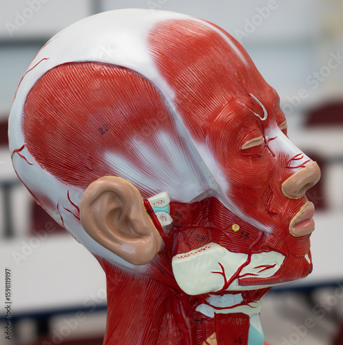 Lateral View Of Head And Neck Muscles Showing Masseter And Temporalis Muscles