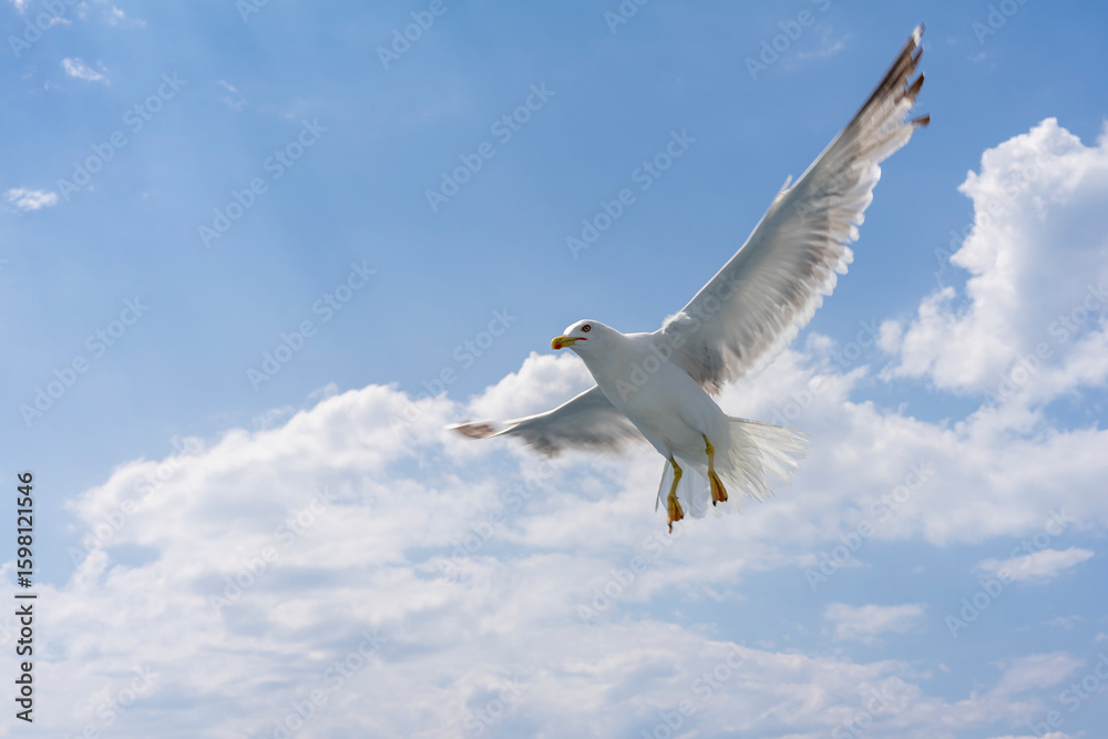Obraz premium seagull in flight
