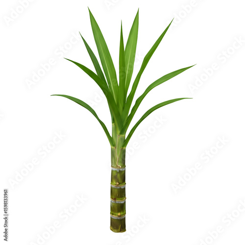 Fresh Sugarcane Plant Illustration on Black Background