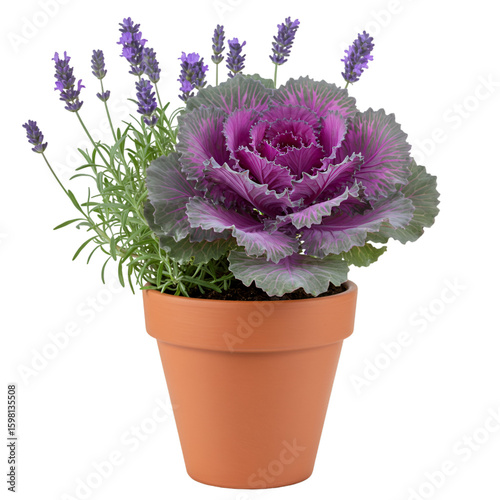 Photo of a Potted Ornamental Cabbage Plant and Lavender