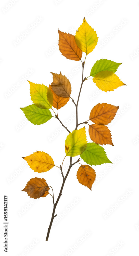 Fototapeta premium Isolated Autumn Branch with Colorful Leaves on Transparent Background