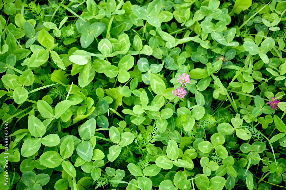 Obraz premium Green clover leaves with purple flower in meadow