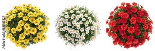 Set of A large bush of daisies top view isolated on a transparent background