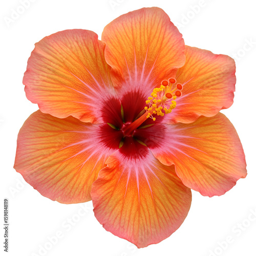 Isolated Hibiscus Flower on Black Background