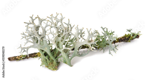 Iceland moss on a branch