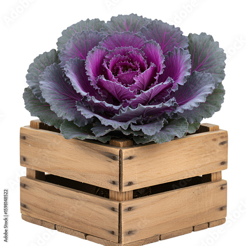 Wallpaper Mural Isolated Ornamental Cabbage in Wooden Crate on Black Background Torontodigital.ca