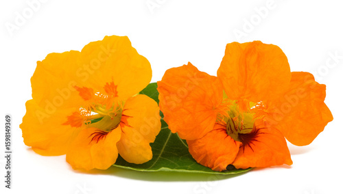 Nasturtium flowers with leaf
