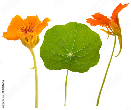 Nasturtium flowers and leaf
