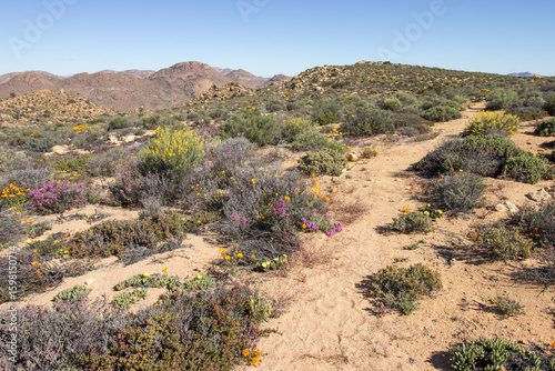 Принти на полотні A trail winding through the Namaqualand veld, in late spring, Goegap Nature Rese