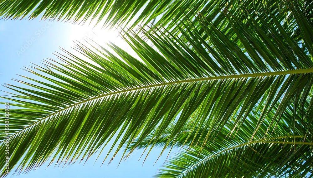 Fototapeta premium Lush palm fronds against a clear sky