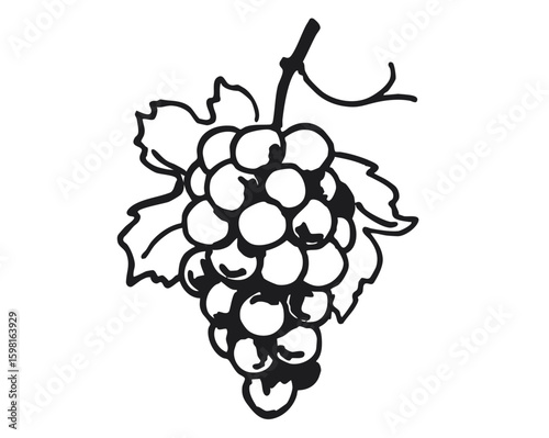 Hand drawn grapes with leaves sketch illustration isolated on white background. Fruit and vineyard concept for design and print