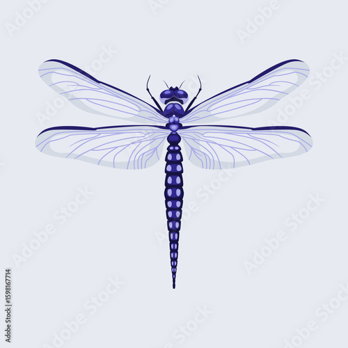 vector dragonfly illustration realistic hand drawn
