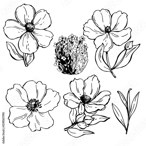 Hand-drawn flowers of cistus ladanifer.  Vector sketch  illustration.