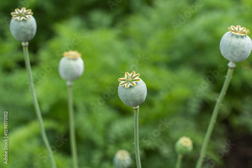Poppy pods are ripening in the field. A delicious and healthy culinary and nutritional supplement for eco-friendly and natural production