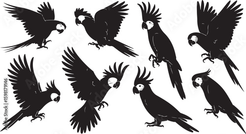 Collection of silhouetted cockatoos in various poses