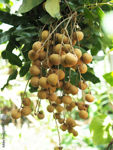 fresh longan fruits havesting sweet food 