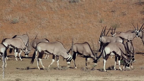 Herd of South African Oryx with some fight in Kgalagadi transfrontier park, South Africa; specie Oryx gazella family of Bovidae