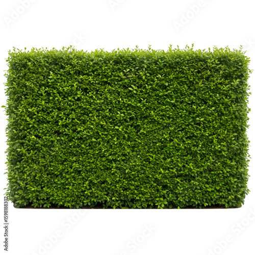 Isolated Photo Green Hedge with Transparent Background