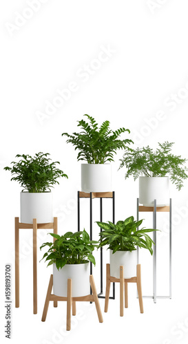 Isolated PNG of Assorted Fern Plants in White Pots on Wooden Stands