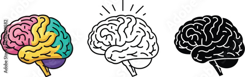 Brain anatomy diagram illustration for science and education learning and medical study guide 3d model