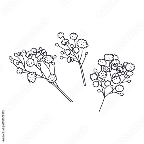Hand drawn black line art babys breath flowers isolated on white background. Botanical monochrome vector illustration