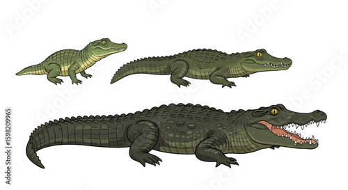 Crocodile Growth Stages