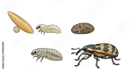 Beetle Life Cycle Stages