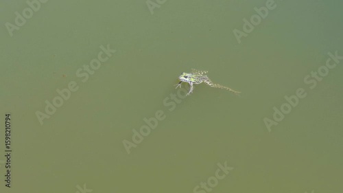A frog floats on the calm surface of a swamp, surrounded by natural stillness