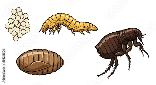 Insect Life Cycle