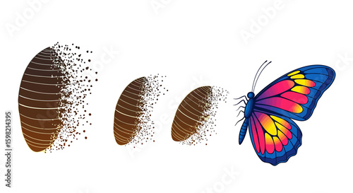 Butterfly Metamorphosis Transformation Stages