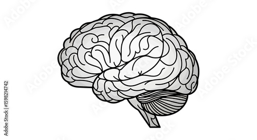 Human Brain Anatomy Illustration