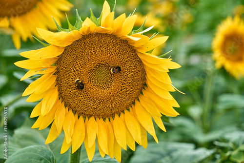 sunflower close-up with hum...
