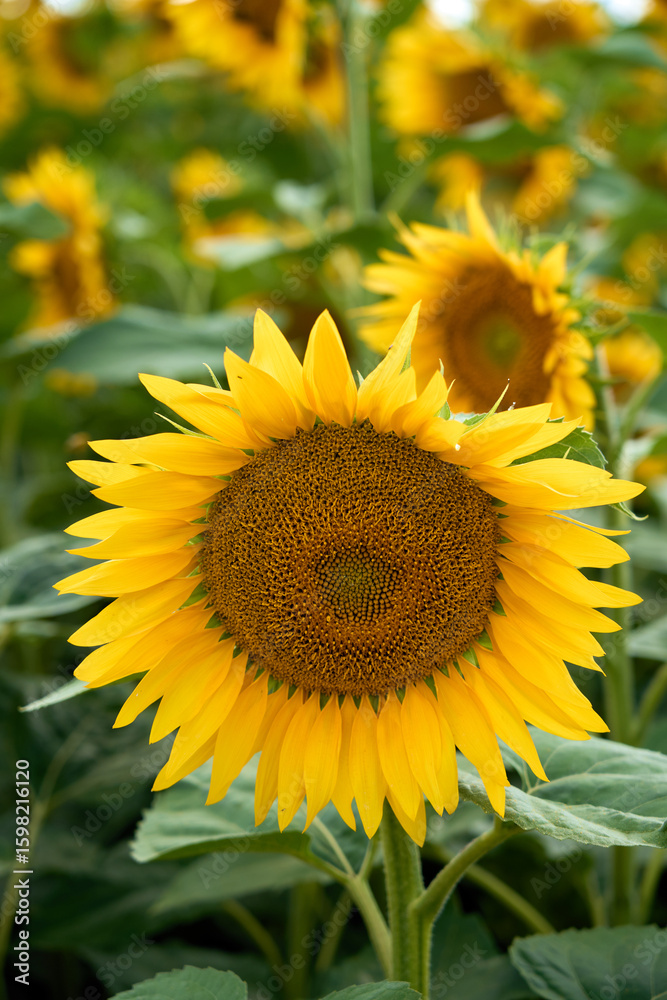 Fototapeta premium sunflower close-up with hummel bees 