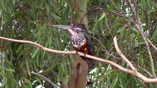 Giant Kingfisher