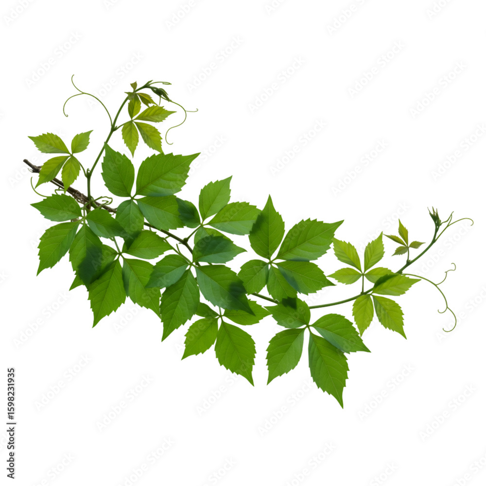 Realistic Green Vine Branch With Lush Leaves on Transparent Background Realistic Green Vine Branch With Lush Leaves on Transparent Background