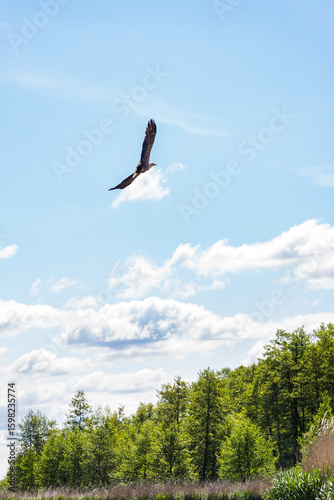 White-tailed Eagle Flying over the Trebel River on a Sunny Day with Forest in the Background