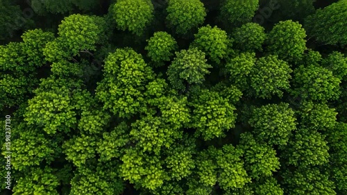 Aerial view of a lush green forest canopy. Top down drone shot of vibrant treetops in a dense woodland.