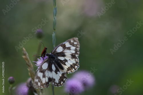 Papillon demi deuil