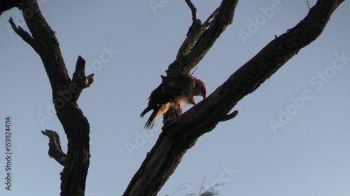 Young Adult African Harrier Hawk Looking for a Meal