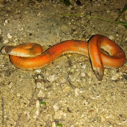 Vibrant Coral Snake on Sandy Ground