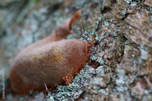 Hypoxylon