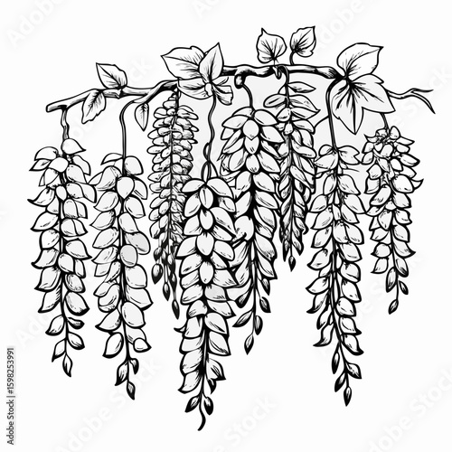 Elegant black and white sketch of cascading wisteria flowers and leaves on a branch