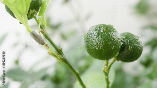 Green citrus fruits with water droplets hang on branch, accompanied by small insect on leaf, creating fresh and natural scene