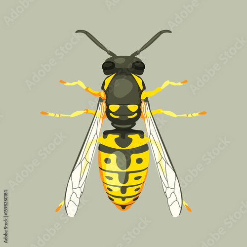 vector wasp illustration realistic hand drawn