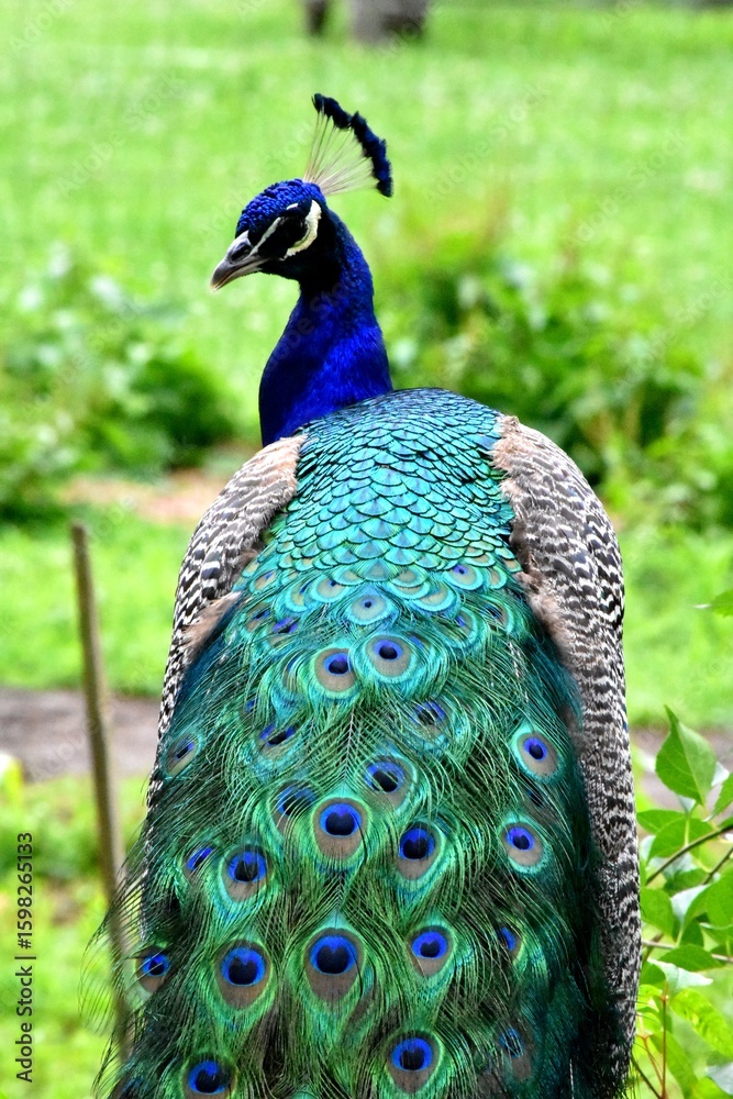 Obraz premium Vibrant Peacock Displaying Colorful Plumage in Natural Setting