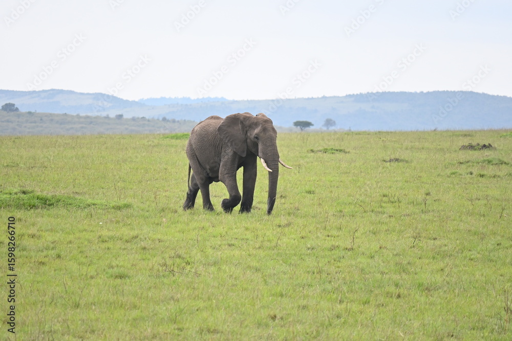 Fototapeta premium Elephant roaming the vast plains of the Maasai Mara National Reserve, Kenya