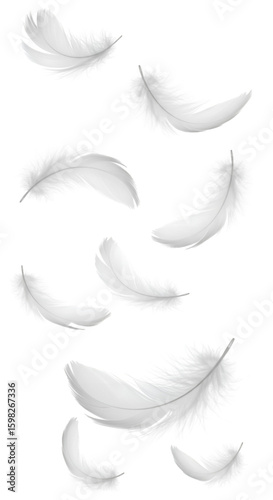 Realistic Illustration of Falling White Feathers