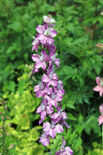 Wallpaper Mural Closeup of a purple Giant Larkspur plant, Sussex England
 Torontodigital.ca