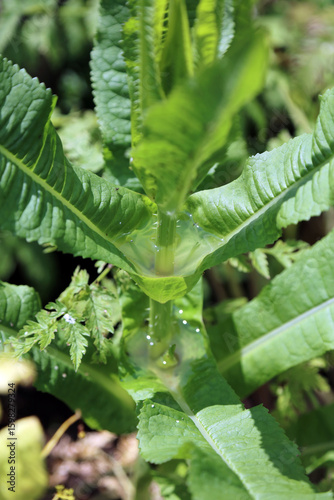 Photos Closeup up Common Teasel leaves holding water, Sussex England