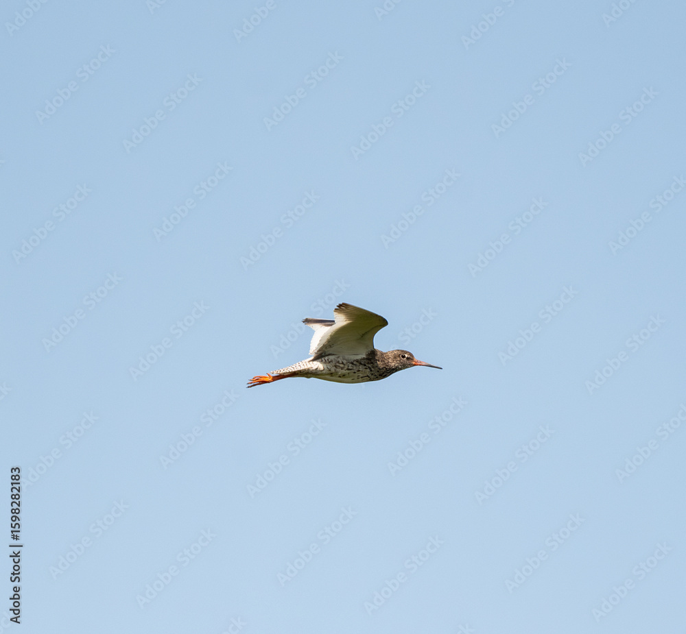 Obraz premium Common Redshank Flying